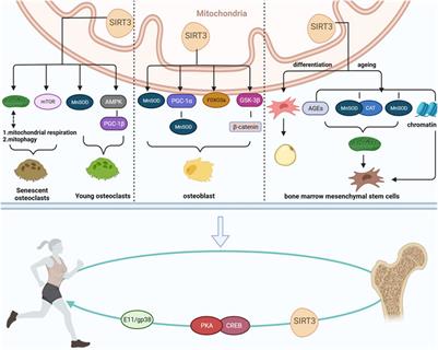 Role of SIRT3 in bone homeostasis and its application in preventing and treating bone diseases